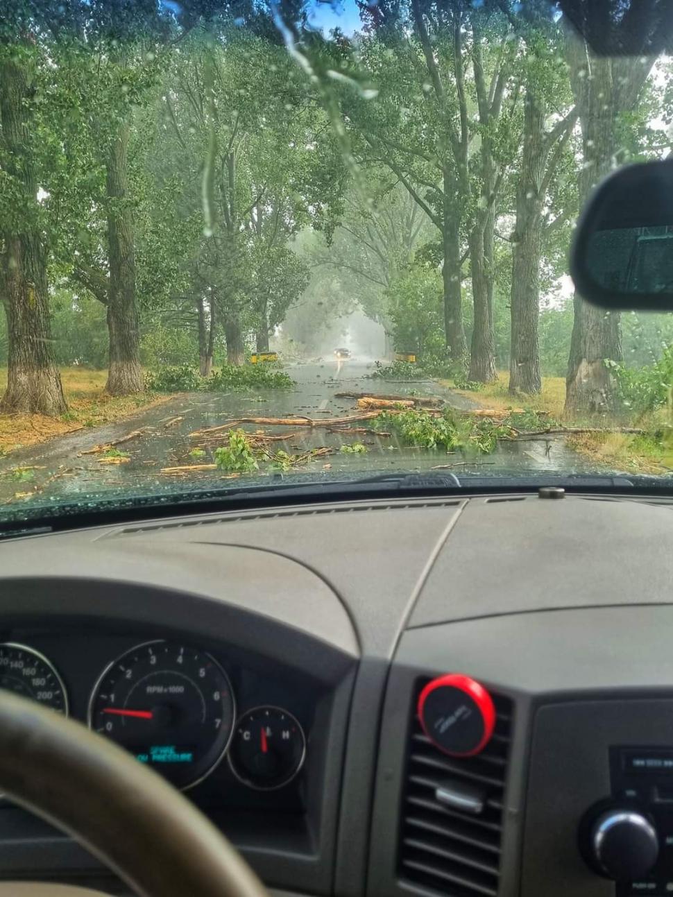 Vijelia a făcut prăpăd în București și Ilfov. Copaci rupți și stâlpi puși la pământ 779556