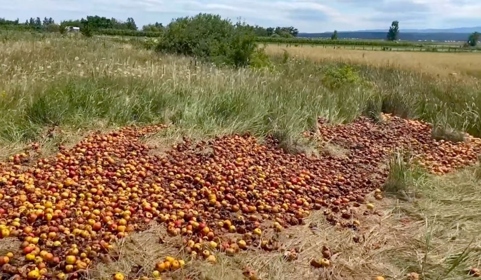 Tone de mere, aruncate în câmp, la Fălticeni: ”Oamenii nu vor să le ia nici pe gratis”