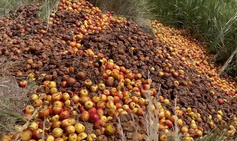 Tone de mere, aruncate în câmp, la Fălticeni: ”Oamenii nu vor să le ia nici pe gratis” 779823