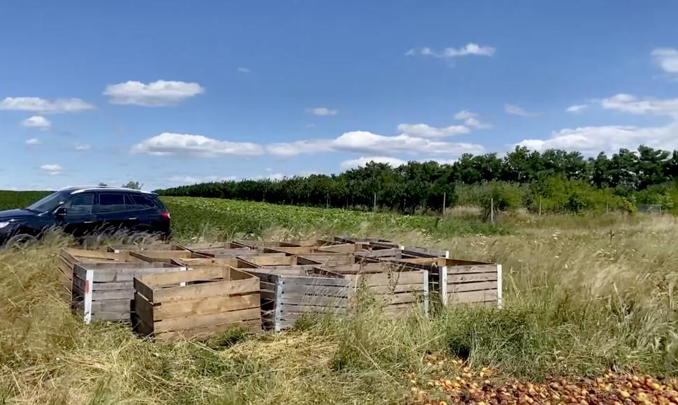 Tone de mere, aruncate în câmp, la Fălticeni: ”Oamenii nu vor să le ia nici pe gratis” 779824