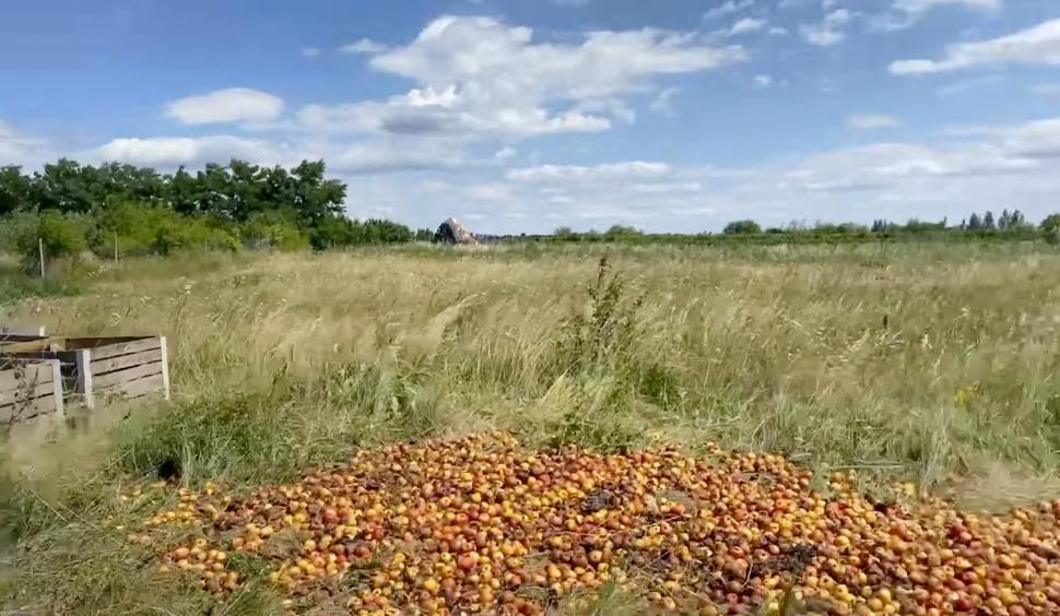 Tone de mere, aruncate în câmp, la Fălticeni: ”Oamenii nu vor să le ia nici pe gratis” 779825