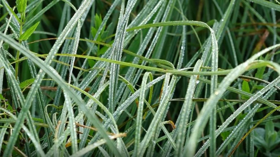 Brumă şi temperaturi la limita îngheţului, în mijlocul verii: 2,5 grade la Miercurea Ciuc 779938