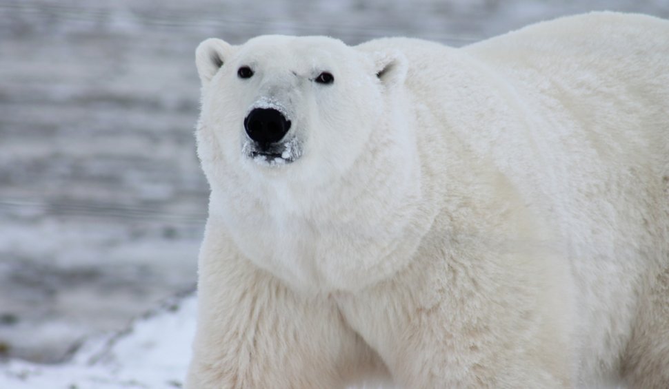 Urșii polari pe urma urșilor bruni românești | Schimbările climate îi determină să se hrănească cu gunoaie