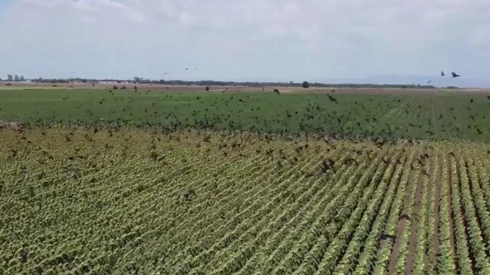 Agricultorii din Buzău, terorizaţi de o invazie de ciori! Păsările distrug tot ce găsesc pe câmp, inclusiv instalaţiile de irigare  