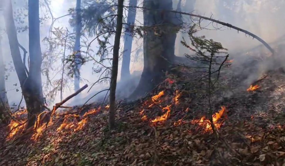 Ard pădurile din Munții Rodnei | Zeci de pompieri intervin pentru stingerea focului