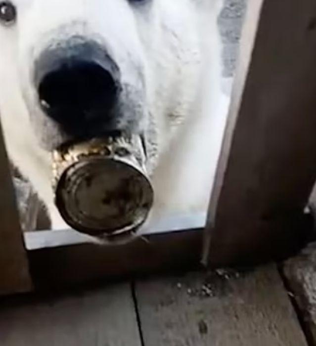 Drama suferită de Monetocika, ursoaica polară care și-a prins limba într-o cutie de conserve | Ce au făcut localnicii după ce n-au reușit s-o salveze 780624