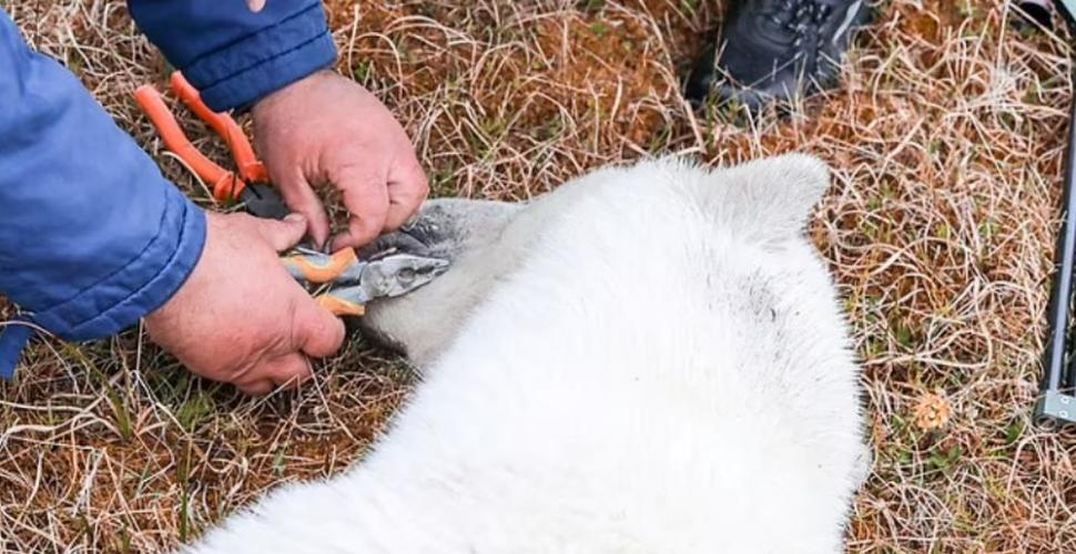 Drama suferită de Monetocika, ursoaica polară care și-a prins limba într-o cutie de conserve | Ce au făcut localnicii după ce n-au reușit s-o salveze 780625