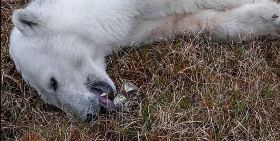 Drama suferită de Monetocika, ursoaica polară care și-a prins limba într-o cutie de conserve | Ce au făcut localnicii după ce n-au reușit s-o salveze 780626