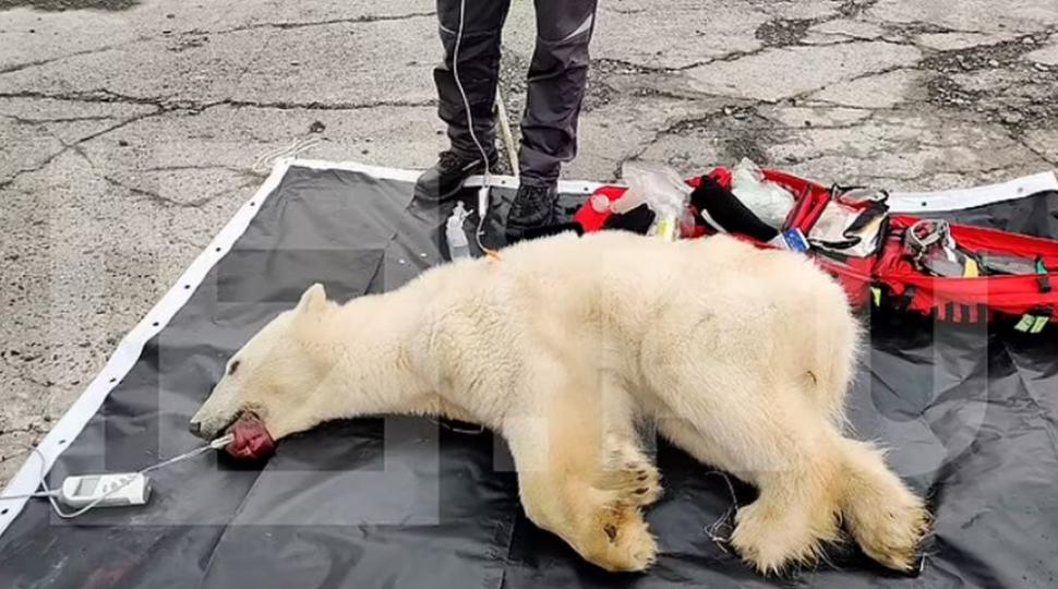 Drama suferită de Monetocika, ursoaica polară care și-a prins limba într-o cutie de conserve | Ce au făcut localnicii după ce n-au reușit s-o salveze 780628