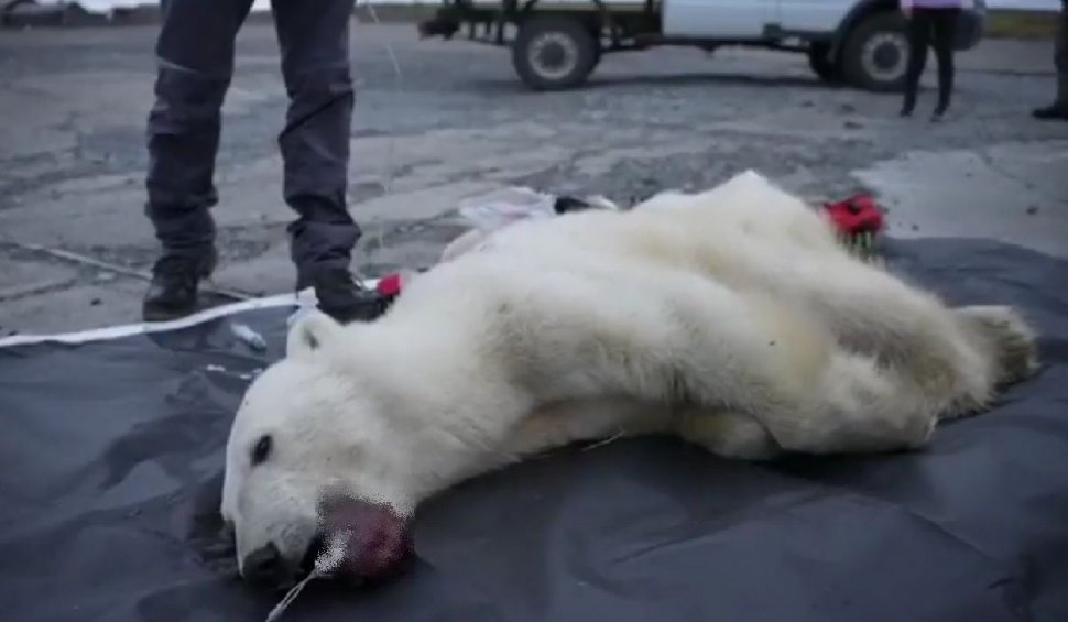 Drama suferită de Monetocika, ursoaica polară care și-a prins limba într-o cutie de conserve | Ce au făcut localnicii după ce n-au reușit s-o salveze