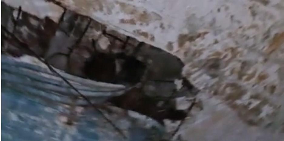 "Hala Obor trebuie să iasă la pensie" | Decizia comisarilor ANPC 780599