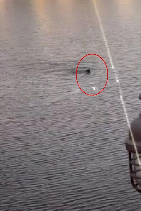 Scene dramatice după ce un tren a luat foc: pasagerii au ieșit pe geamuri iar o femeie s-a aruncat într-un râu, în SUA 780613