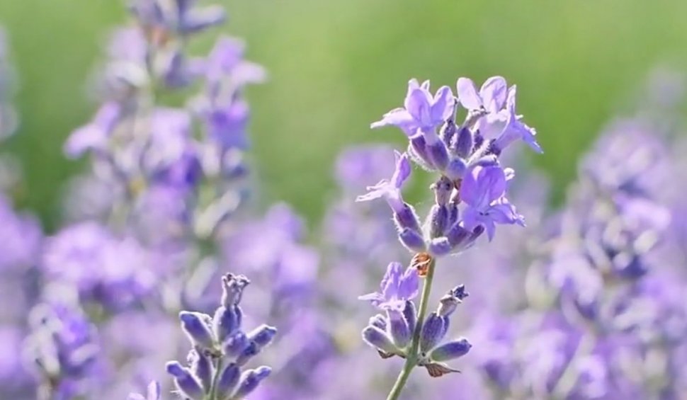Top 3 cele mai parfumate flori din grădina de vară