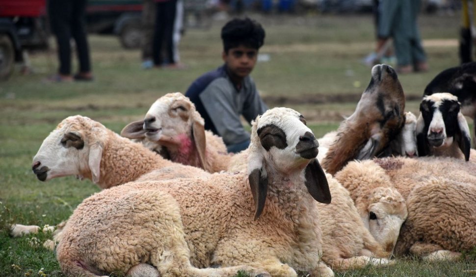 Criză de ciobani în România | Stânele şi oile vor fi îngrijite de muncitori din Nepal sau Bangladesh