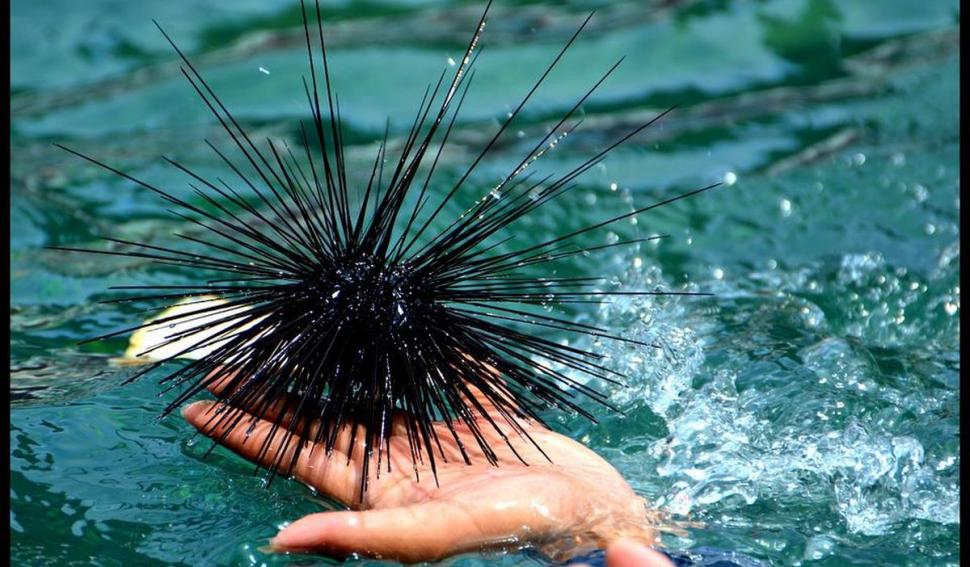 Noua spaimă a turiștilor care merg pe litoral. Ce trebuie să faci dacă te-a înțepat ariciul de mare 780806