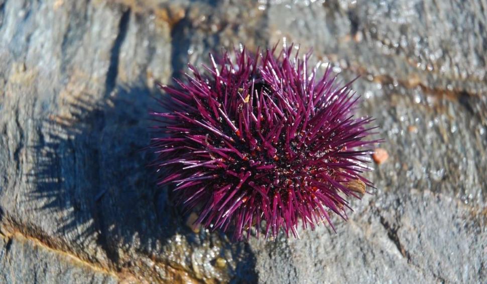 Noua spaimă a turiștilor care merg pe litoral. Ce trebuie să faci dacă te-a înțepat ariciul de mare 780807