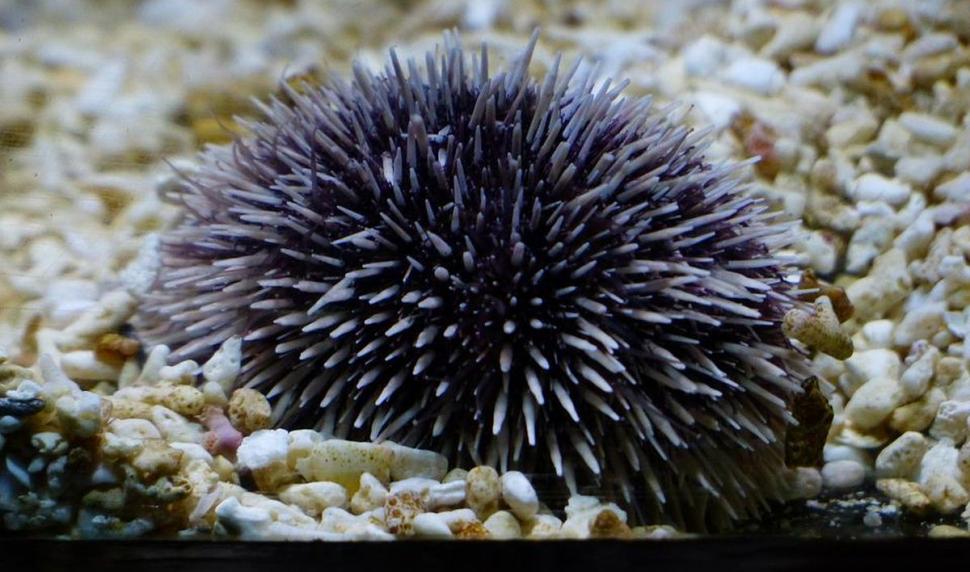 Noua spaimă a turiștilor care merg pe litoral. Ce trebuie să faci dacă te-a înțepat ariciul de mare 780809