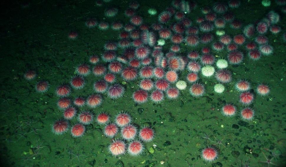 Noua spaimă a turiștilor care merg pe litoral. Ce trebuie să faci dacă te-a înțepat ariciul de mare 780810