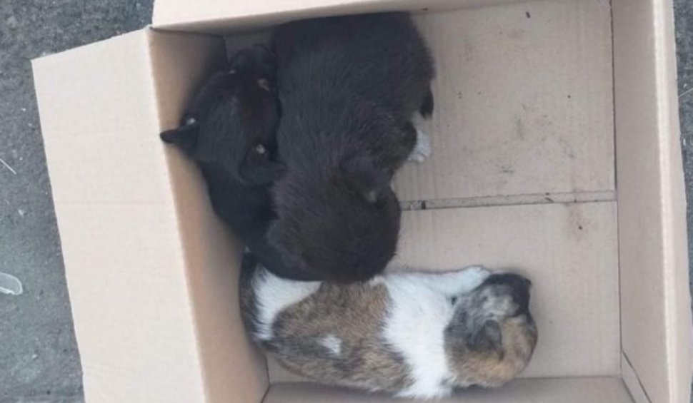 Bărbat din Buzău, amendat cu 12.000 de lei după ce a fost filmat abandonând 7 pui de câine pe stradă, iar imaginile au fost postate pe o rețea socială