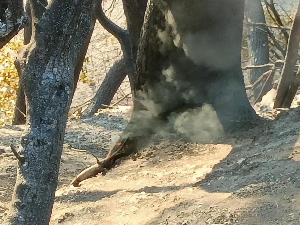 Grecii le mulţumesc în lacrimi pompierilor români: "Vă mulţumim tuturor pentru ajutor, suntem ca fraţii" | Imaginile dezastrului din Gryllos 781464