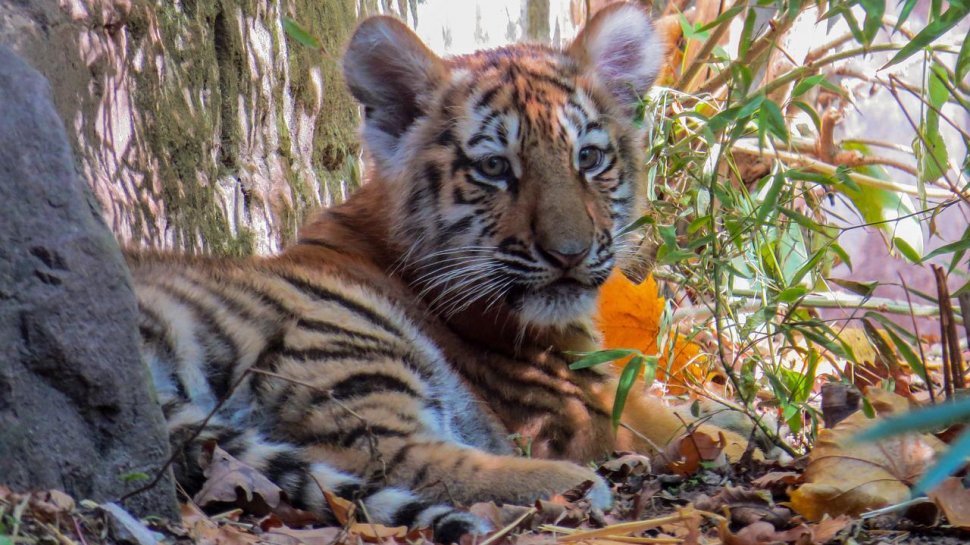 Premieră în ultimii 50 de ani! Doi tigri siberieni s-au născut la Grădina Zoologică Oradea