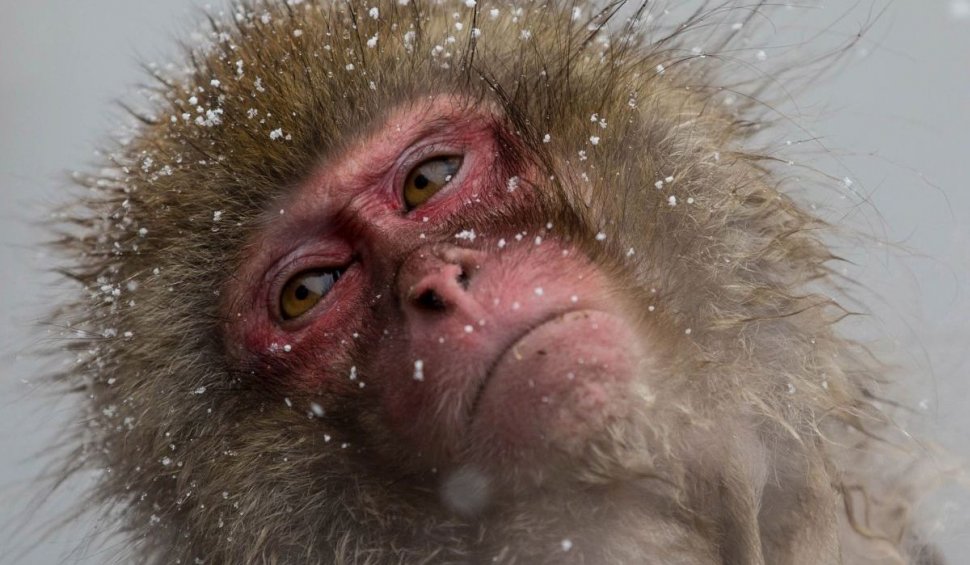 Decizie capitală după ce a fost prins un lider al bandei de macaci care ataca oameni, în Japonia