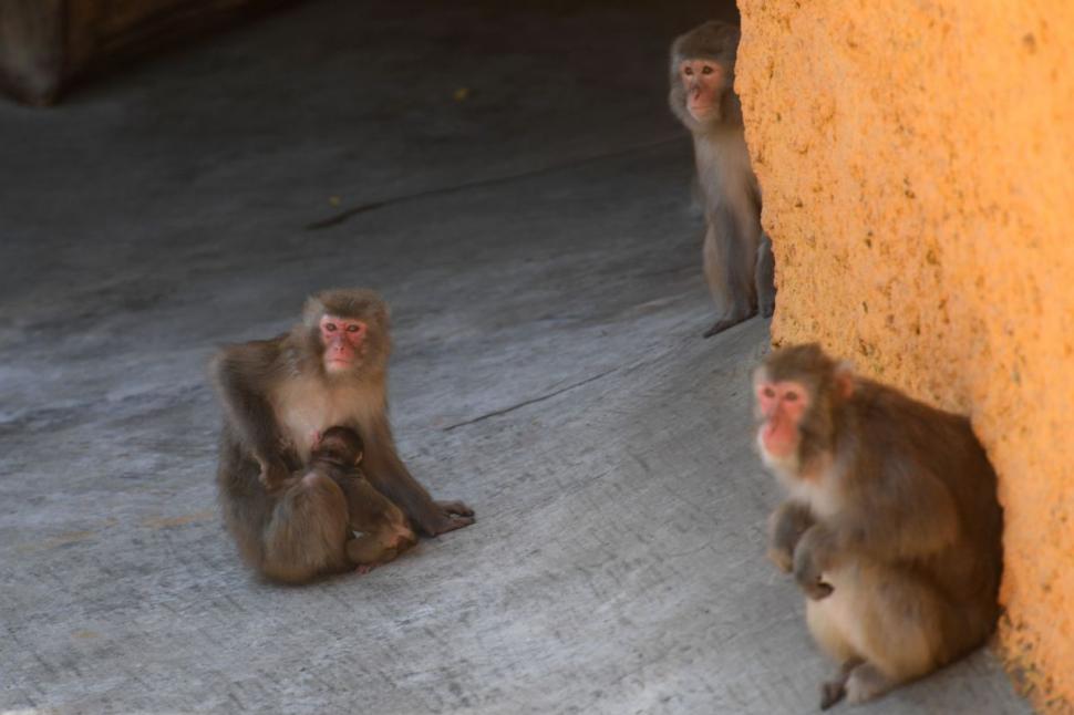 Decizie capitală după ce a fost prins un lider al bandei de macaci care ataca oameni, în Japonia 781672