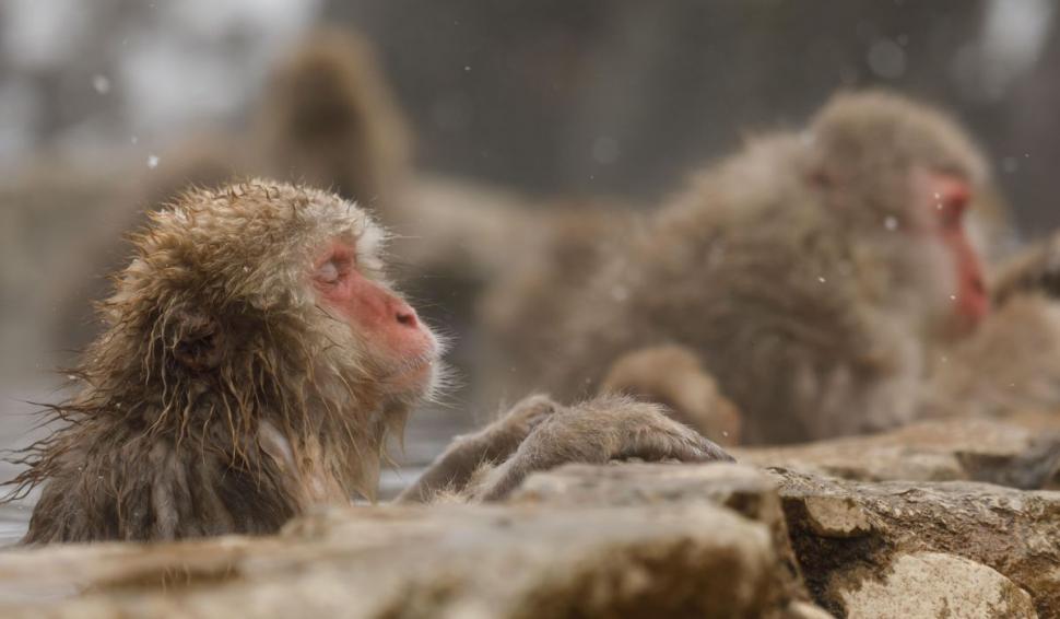 Decizie capitală după ce a fost prins un lider al bandei de macaci care ataca oameni, în Japonia 781673