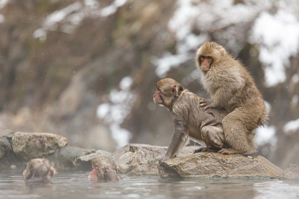 Decizie capitală după ce a fost prins un lider al bandei de macaci care ataca oameni, în Japonia 781674