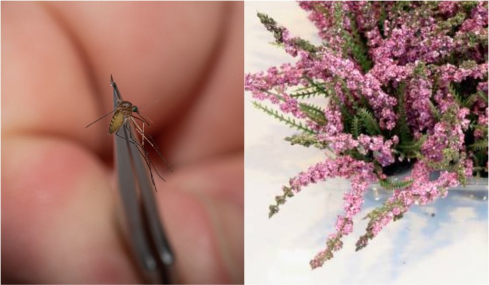 Plantele care alungă țânțarii | Metode naturiste după ce ne-a ciupit un țânțar