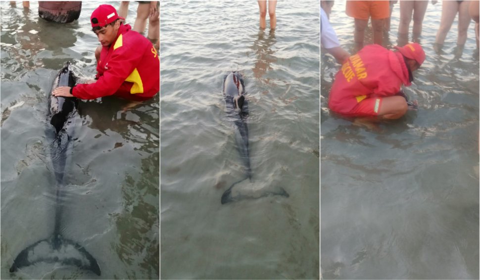 Un pui de delfin a eşuat pe plaja de la Mamaia. Mamiferul a fost salvat de turişti, salvamari şi ISU 