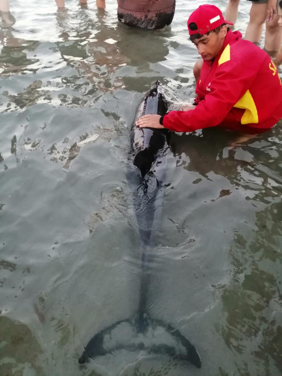 Un pui de delfin a eşuat pe plaja de la Mamaia. Mamiferul a fost salvat de turişti, salvamari şi ISU  781616