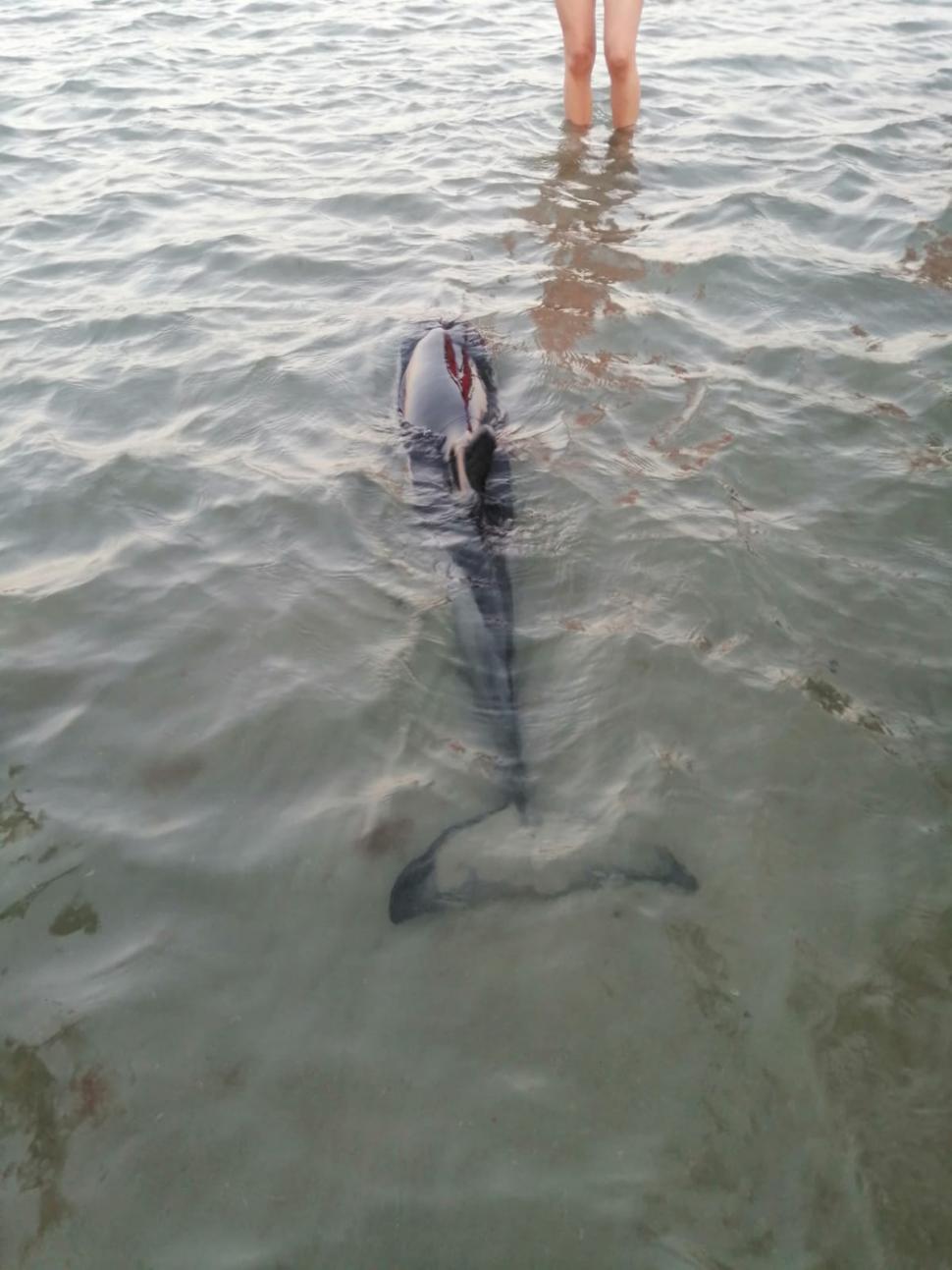 Un pui de delfin a eşuat pe plaja de la Mamaia. Mamiferul a fost salvat de turişti, salvamari şi ISU  781617