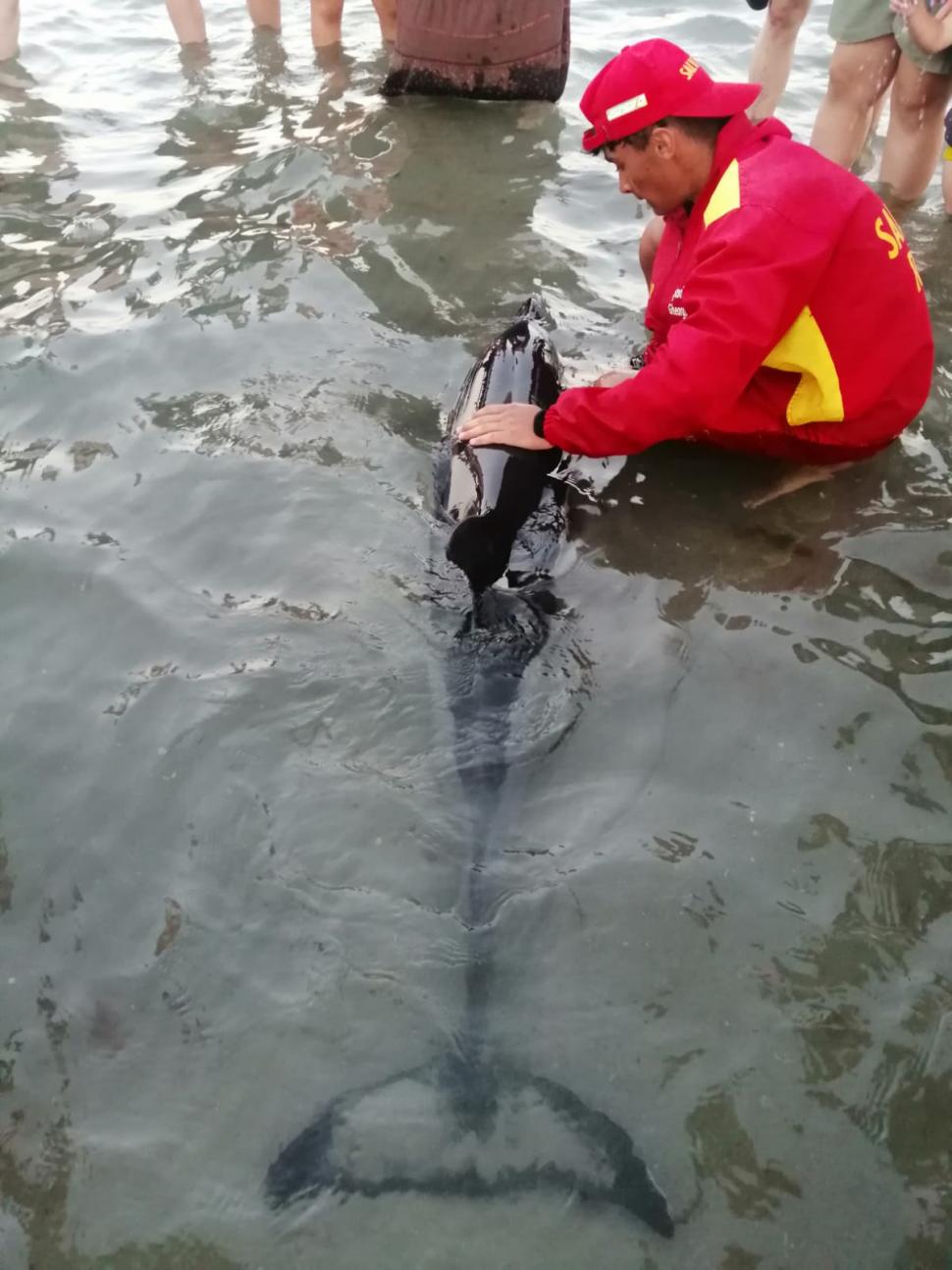 Un pui de delfin a eşuat pe plaja de la Mamaia. Mamiferul a fost salvat de turişti, salvamari şi ISU  781619