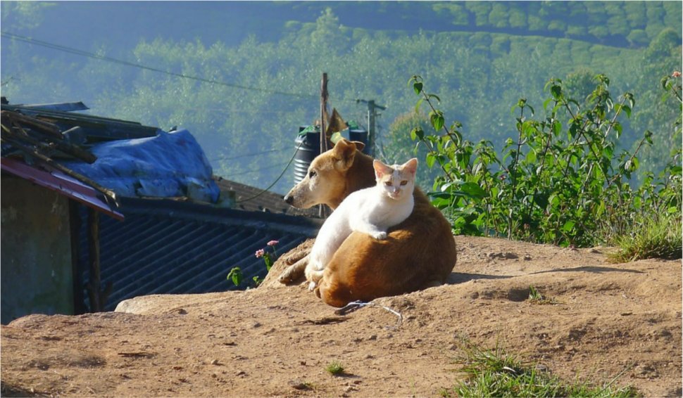 Un spaniol doarme de o săptămână lângă poarta unui padoc pentru a-şi primi înapoi câinii şi pisicile luate de autorităţile române