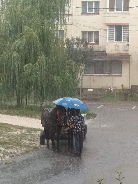 Un bărbat şi-a protejat cei doi cai cu umbrela, de o ploaie torenţială în Piteşti. A stat aşa minute în şir, pentru a calma animalele 782480