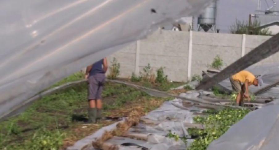 Prăpăd într-o comună din Constanţa. Furtuna a distrus toate culturile de legume 782856