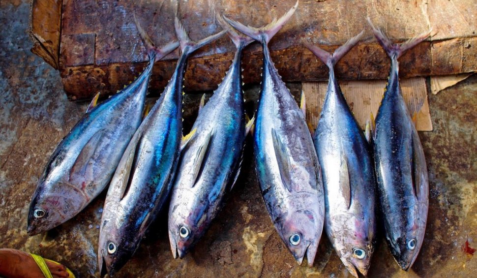 Alertă alimentară! Pește cu metale grele, din import, descoperit în magazine | Șeful ANPC: "Ar trebui ridicări încă de la frontieră"