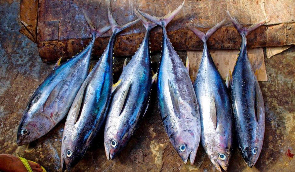 Alertă alimentară! Pește cu metale grele, din import, descoperit în magazine | Șeful ANPC: "Ar trebui ridicări încă de la frontieră"