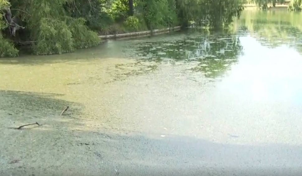 Lacul din Parcul Tineretului din Bucureşti arată ca o mlaştină, după ce a fost lăsat de izbelişte