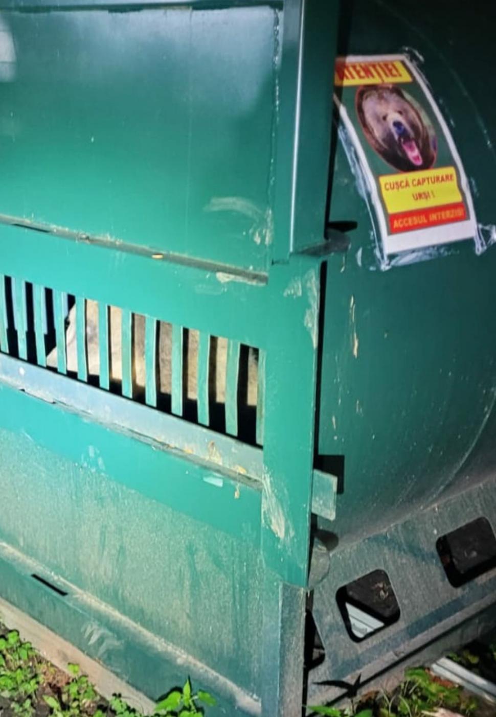 Urs ucis pe loc, la Slănic Moldova, după ce a surprins echipa de intervenție care tocmai tranchiliza un alt exemplar pentru a-l reloca 783103