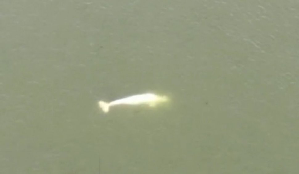 Alertă în Franța, după ce o balenă beluga a intrat pe cursul râului Sena, la mică distanță de Paris