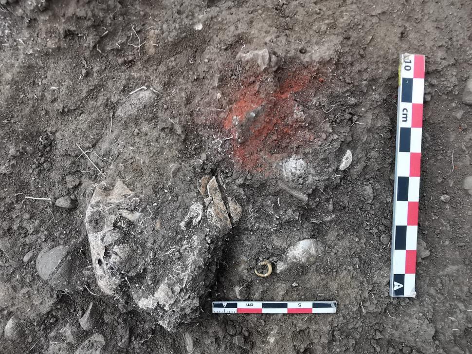 Morminte din epoca bronzului, vechi de 5000 de ani, descoperite lângă Ploiești. Unul dintre ele conține osemintele unui bebeluș și un inel de buclă din aur 783411