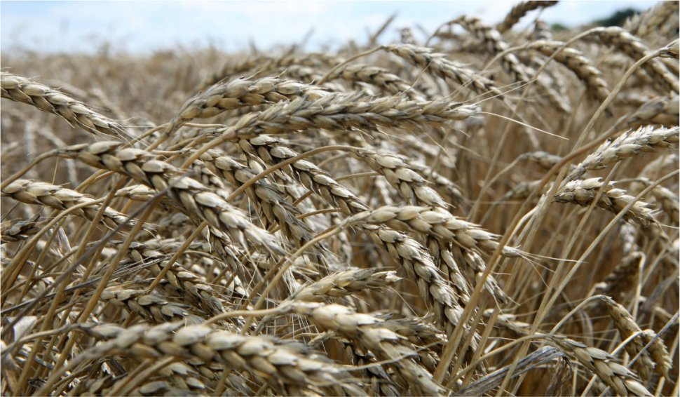 Ministrul Agriculturii anunţă scăderea producției de grâu: "Este mai mică cu 15-18% față de anul trecut"