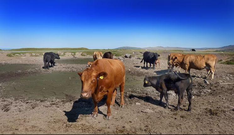 Apă cu rația în magazin, la Londra! Anglia se usucă sub efectele secetei, amplificată de arșiță 784658