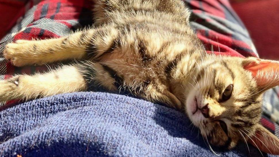 Un bărbat a demontat un Volkswagen Golf pentru a salva un pisoi rănit, în Anglia 784778