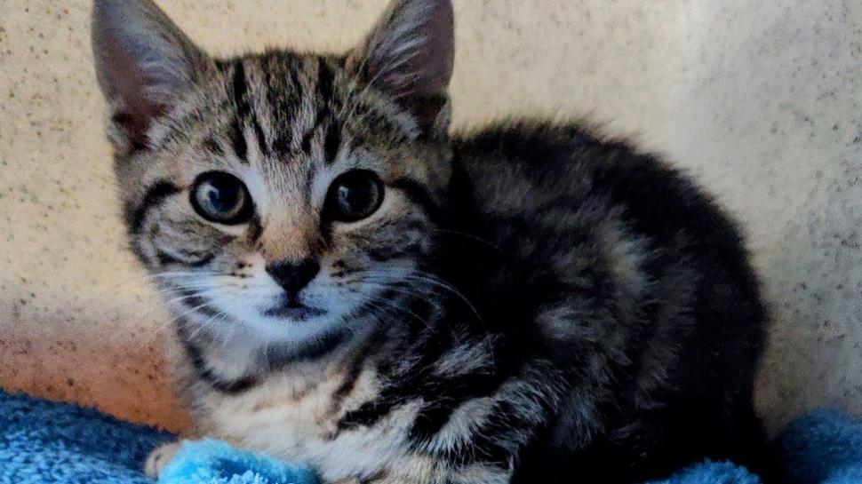 Un bărbat a demontat un Volkswagen Golf pentru a salva un pisoi rănit, în Anglia 784779