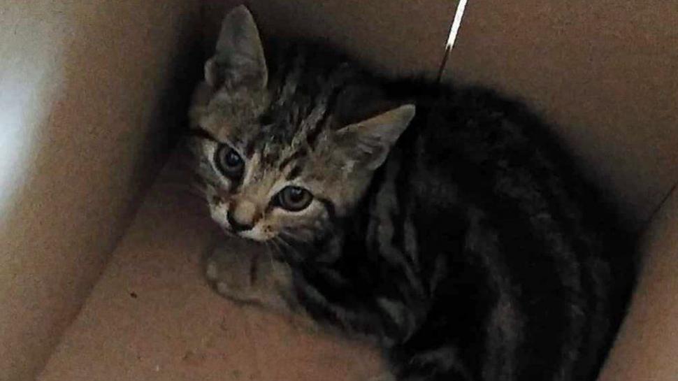 Un bărbat a demontat un Volkswagen Golf pentru a salva un pisoi rănit, în Anglia 784780