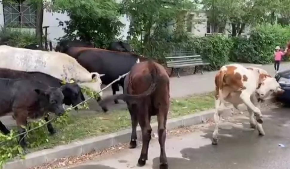 O cireadă de vaci a mâncat spațiile verzi din Iași | Animalele au rămas fără hrană din cauza secetei 784623