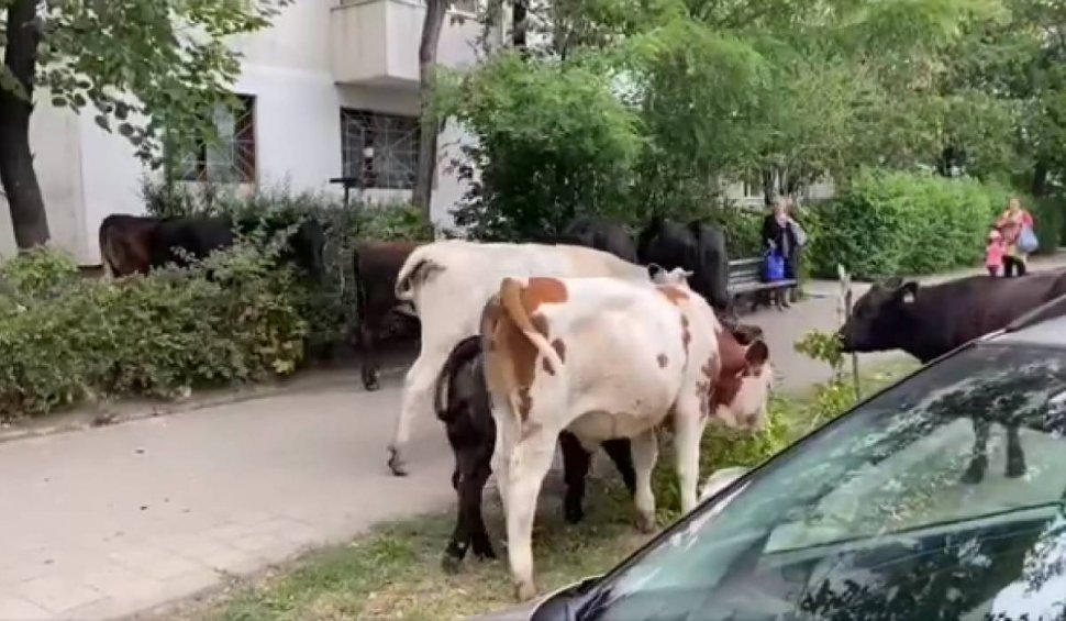 O cireadă de vaci a mâncat spațiile verzi din Iași | Animalele au rămas fără hrană din cauza secetei